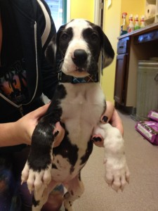 Tommy. Up for adoption. Male Great Dane puppy, born Feb. 22, 2014.